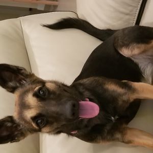 Meet your Posher, Betsy